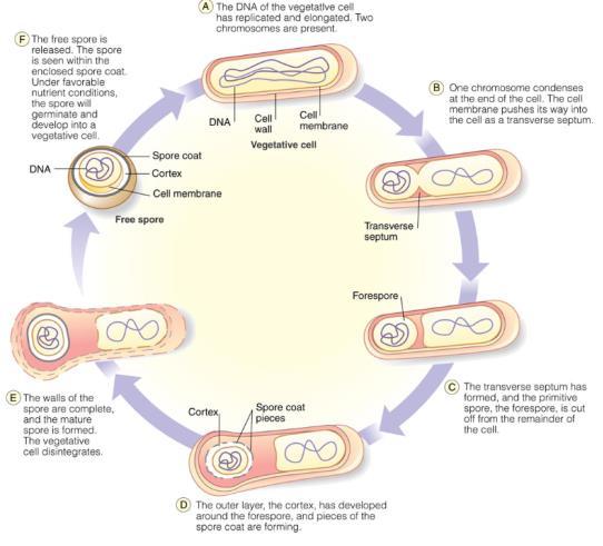 Bacterial Spore Formation When nutrients are available,