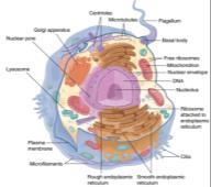 membranes EUK Eukaryotes have energy organelles (mitochondria / chloroplasts), an