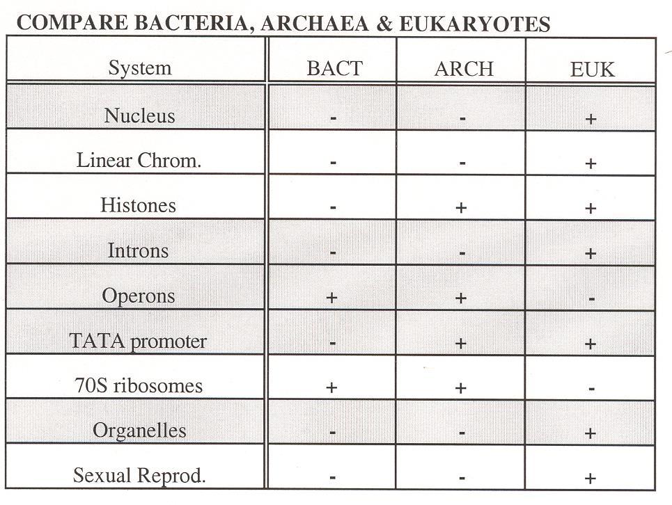 COMPARISON Eubacteria OF Eubacteria Archae Eukaryotes THIS HIGHLIGHTS THE DIFFERENCES BETWEEN THE 3 DOMAINS Source: S. Finkel, 2002 Eubacterial vs.