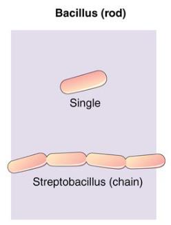 Bacteria: Shapes and Arrangements Bacilli Cylinder shape Can be singles