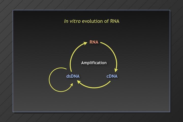 RNA can be evolved in a test tube: in vitro evolution Jerry Joyce (1991-) has shown how diverse populations of RNA can undergo