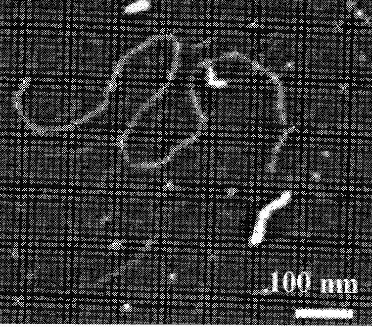 Atomic Force Microscopy: chitosan