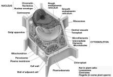 Mitochondria & chloroplasts are different Organelles not part of endomembrane system Grow & reproduce u semi-autonomous organelles Proteins primarily from free ribosomes in cytosol & a few from their