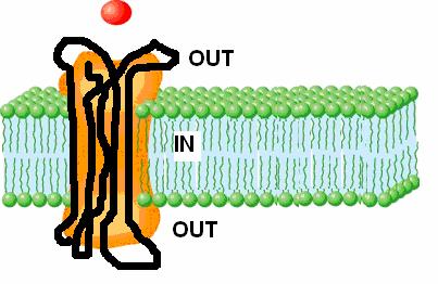 EXERCISE 5: Hidden Markov model: 2 points Consider an odorant receptor, i.e. a protein molecule that sticks in the cell membrane, extending in both the interior and exterior of the cell.