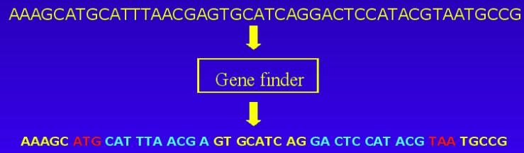 Gene Finder n The HMMs can be applied efficiently to well known biological problems.