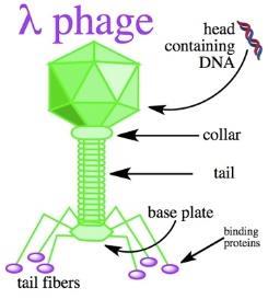 Example: Change points in Lambda-Phage 0.0002 0.9998 CG RICH AT RICH 0.9998 0.