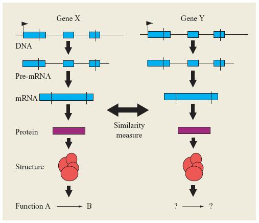 Bioinformatics multiple sequence alignment,