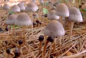 Decomposers maintains stability Helps maintain stability because they