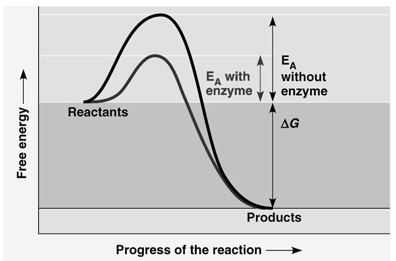 Enzymes are specific, and typically only recognize one particular substrate Substrates interact with active