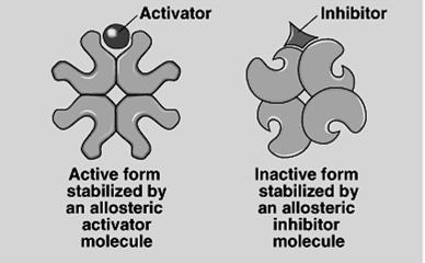 function Other Mechanisms: Allosteric Regulation Allosteric