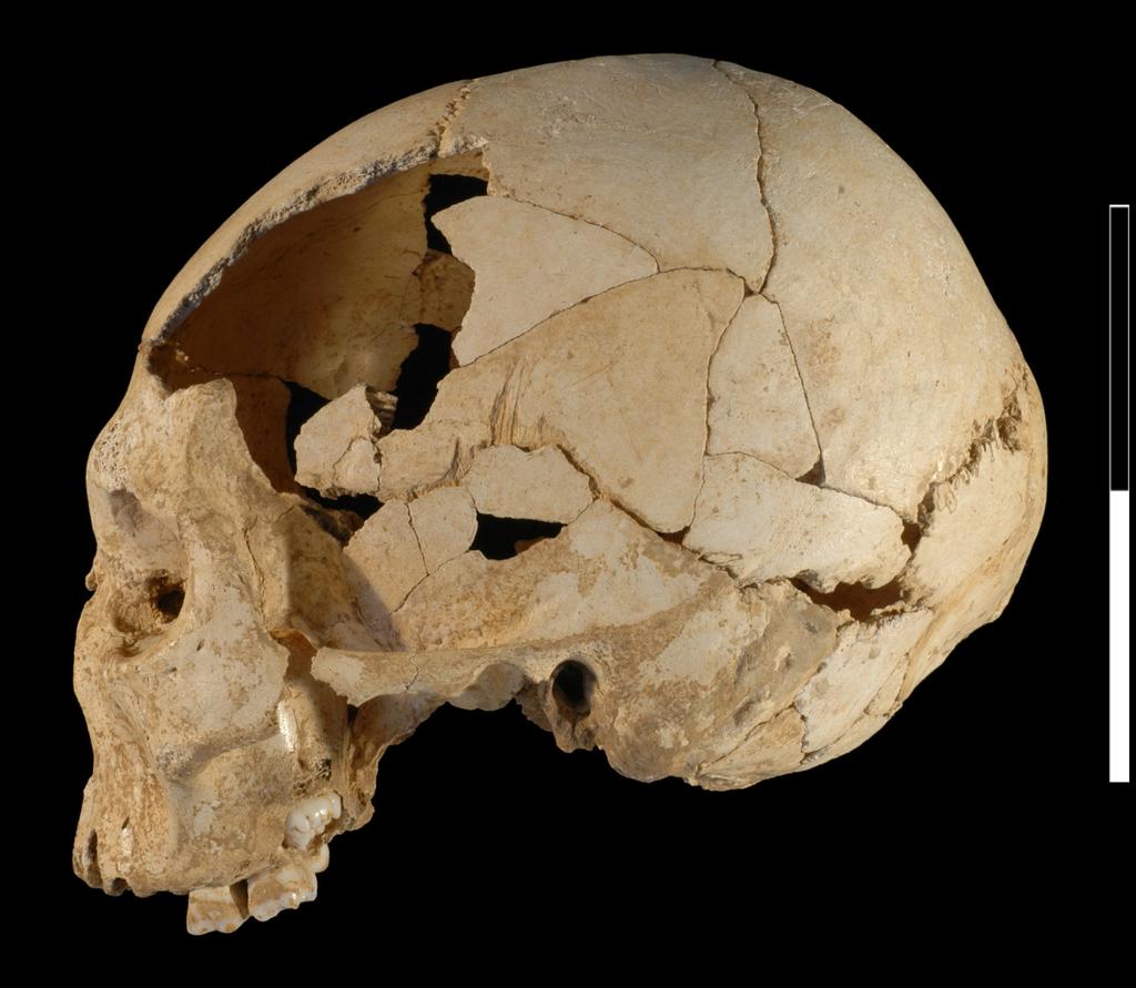 198 PaleoAnthropology 2010 Figure 2. Left lateral view of the Oase 2 cranium. Scale bar: 10 cm.