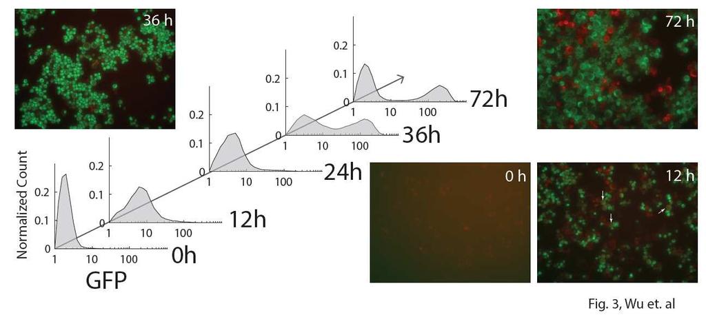 Figure 7.3: Temporal dynamics of random cellular state differentiation demonstrated using both flow cytometry and microscopy imaging.
