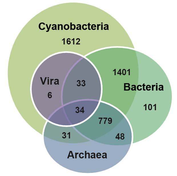 Phylogenomic analysis of toxic ACBU02 Trees inferred for 3,865 (75%) genes 35% (1,612) are cyanobacteria - specific 30.