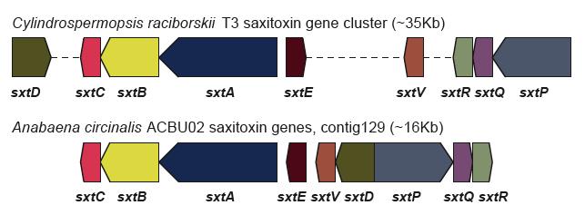 Saxitoxin gene
