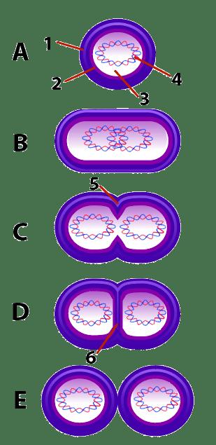 Name: Period: Date: AP Bio Module 6: Bacterial Genetics and Operons, Student Learning Guide Getting started.