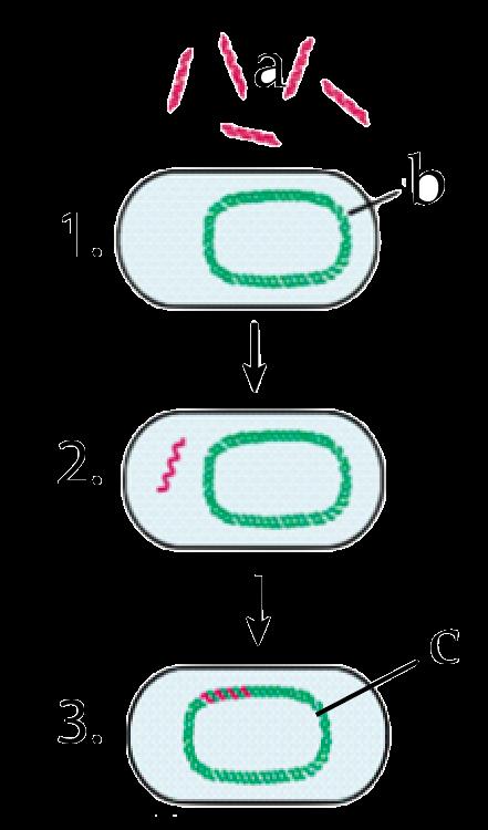 Start with Sources of Genetic Diversity in Bacteria. Tutorial. Sources of Genetic Diversity in Bacteria. Read.