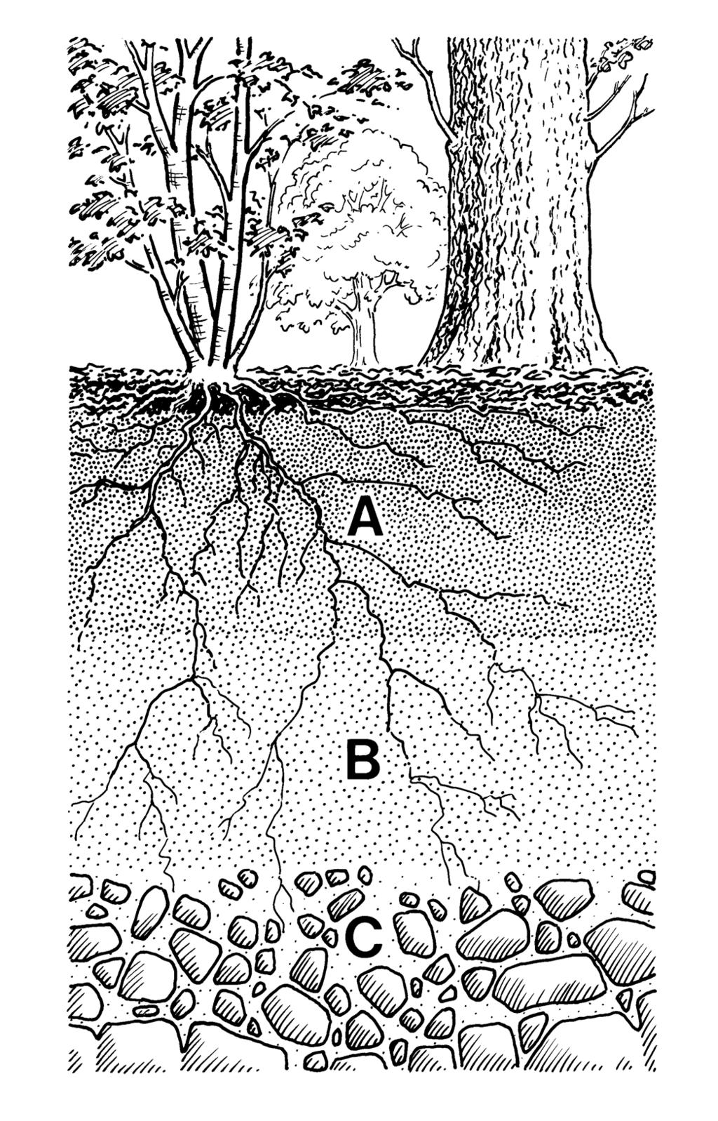 Question 3 MARKS Diagram Q3: A typical brown earth soil profile Study Diagram Q3.