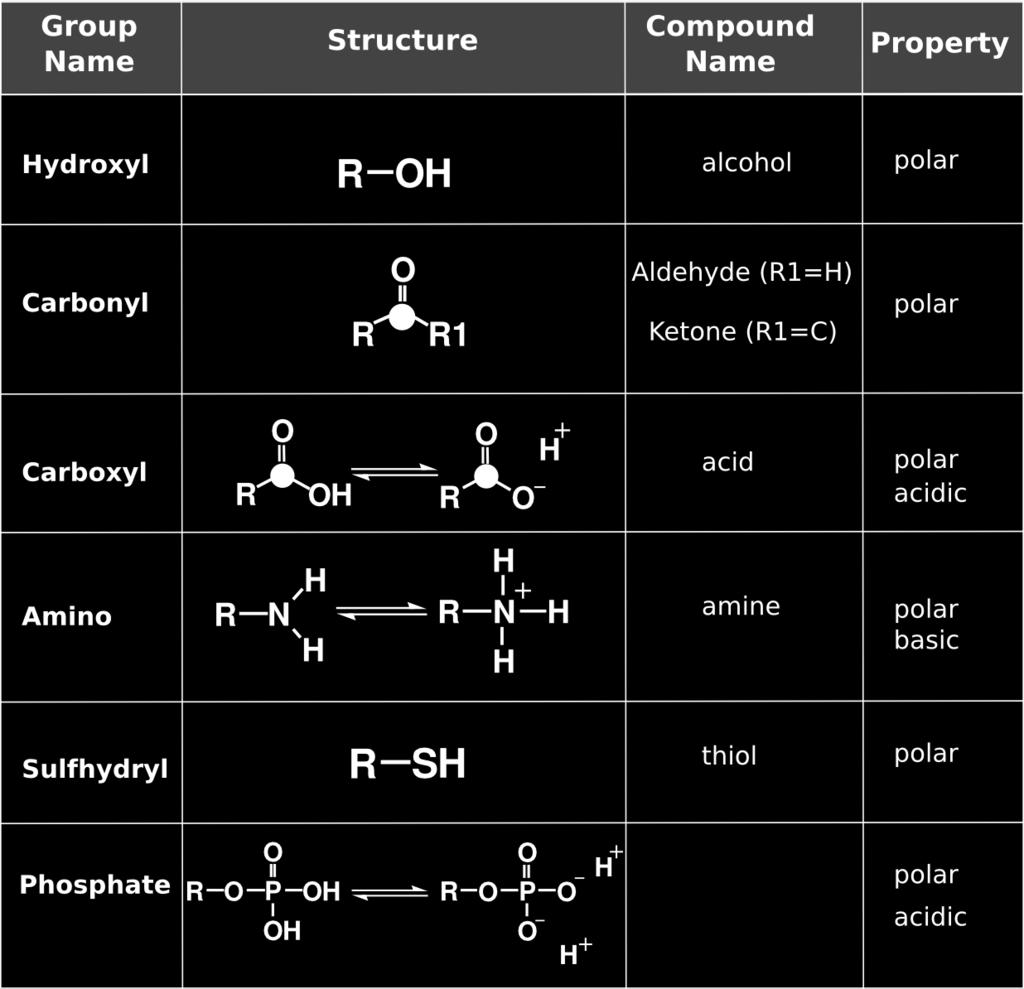 Functional Groups. Functional groups commonly found in organic compounds. R is a placeholder chemical that can be anything (like a hydrocarbon chain).