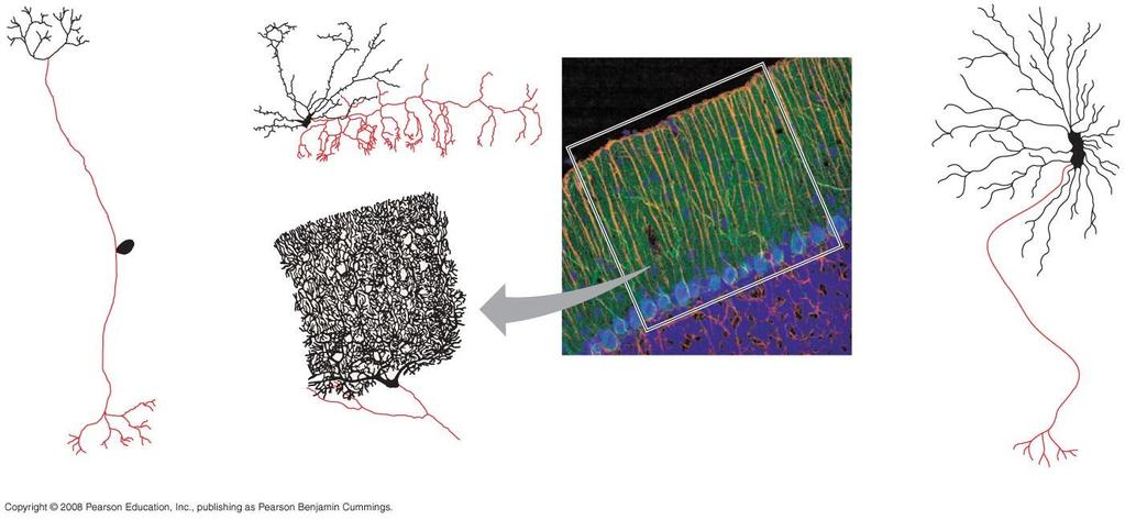 Fig. 48-5 Structural diversity of neurons Dendrites Axon Cell body Portion of