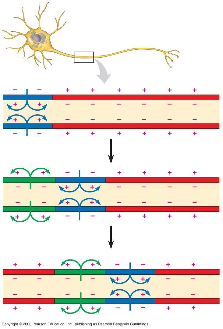 Fig. 48-11-3 Conduction of an action potential Axon Action potential Plasma