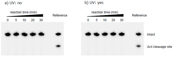 Fig. S5 GC box cleavage by the restriction enzyme AciI in the presence of the unmodified zinc finger peptide (a: before UV irradiation, b: under UV light during enzyme reaction).