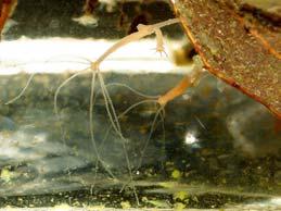 Order Chondrophora - floating colonies of