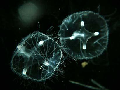 medusa -> egg + sperm - > planula ->