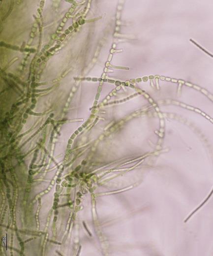 TUBT04, b: Nostoc sp. TUBT05, c: Fischellara sp. TUBT043 and d: Scytonema sp. TUBT044). 3.2 N 2 -fixing cyanobacteria growth The five predominant isolates including Nostoc sp. TUBT03, Nostoc sp.