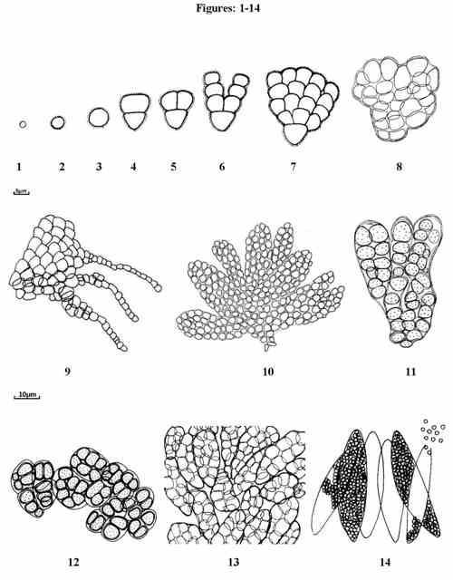 Plate 1. Pleurocapsa aurantiaca Geitler. Figs. 1-3: Various stages of baeocytes enlargement. Figs. 4-8: Young thalli showing pattern of branchingfig.