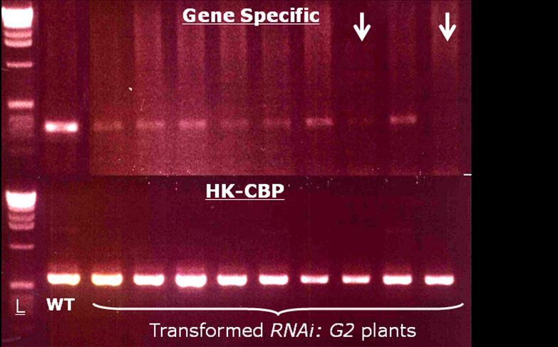 Figure 4.10 RT-PCR analysis of RNAi:G2 Plants. Group Gene Specific shows the RT-PCR product amplified by using primer G2_Forward and G2_Reverse.