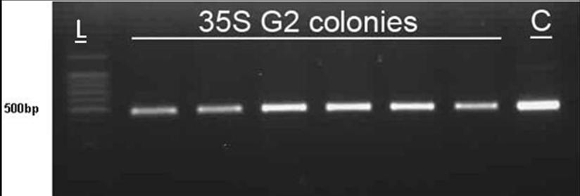Figure 4.12 PCR analysis of plasmids from the six colonies of transformed Agrobacterium tumefaciens C58. C: Control group from the plasmid transformed into Agrobacterium tumefaciens C58. L: ladder.