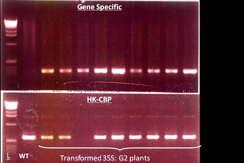 Figure 4.13 RT-PCR analysis of 35S:G2 Plants. Group Gene Specific shows the RT-PCR product amplified using primer G2_Forward and G2_Reverse.