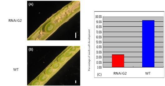 Figure 4.14 Undeveloped seeds identified in siliques of RNAi:G2 (A) and wild type (B) and the percentage of fully developed seeds (C). Scale bar: 100 µm.