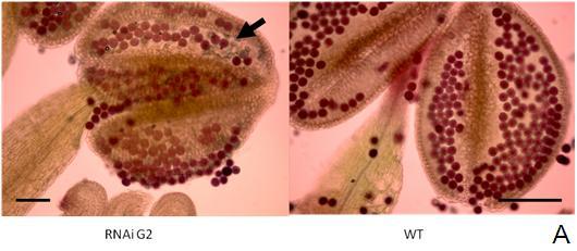 Picture 4.15 A: Pollen of RNAi:G2 and wild type stained with Alexander solution. The arrow shows the percentage of undeveloped pollen grains.