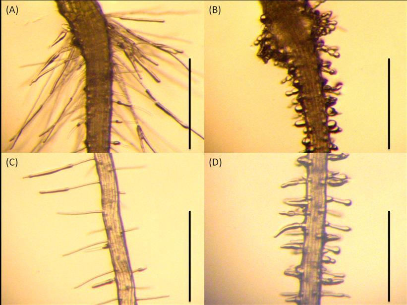 Figure 4.16 Phenotypic analysis of the roots of wild type (A, C and E) and 35S:G2 plant (B, D and F).