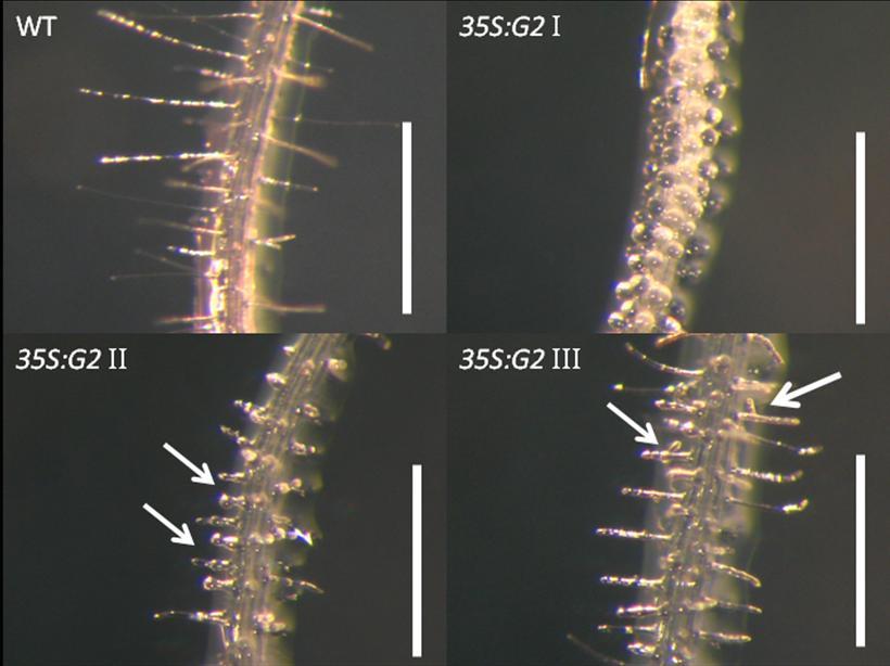 Figure 4.17 Phenotype of wild type and 35S:G2 root hairs. 7 day old Arabidopsis roots were analysed under the microscope. WT: wild type. I, II, III: type I, type II and type III.