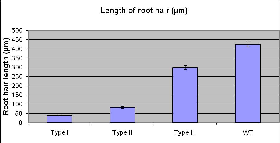 Figure 4.19 The length of 35S:G2 type I, type II and type III root hairs. The length was determined by calculating the average length of thirty root hairs. Error bars: standard error.