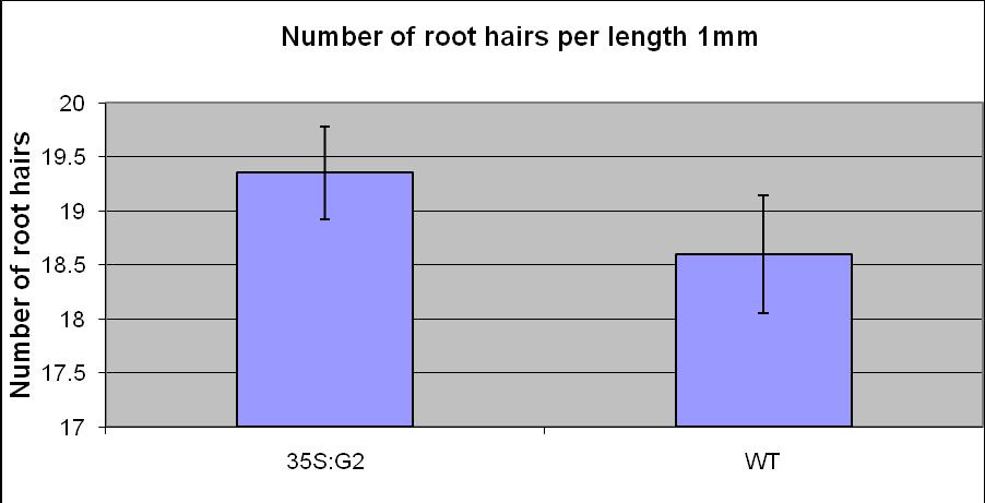 Figure 4.20 The density of 35S:G2 and wild type root hairs in the elongation zone.