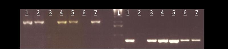 Figure 4.2 PCR analysis of putative T-DNA insertion lines (SALK_565404) of G2.