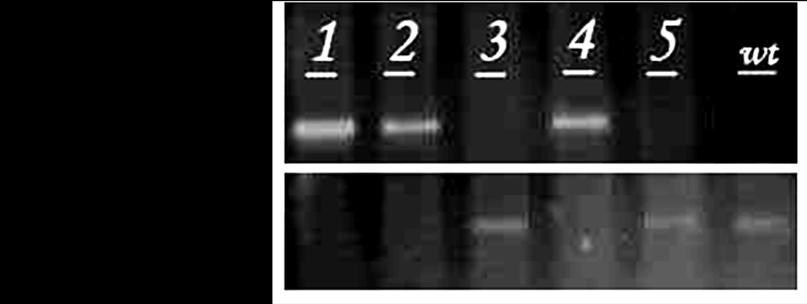 For T-DNA insertion line SALK_055356, the PCR result indicates that sample 1, 2, and 4 are the T-DNA insertion homozygotes