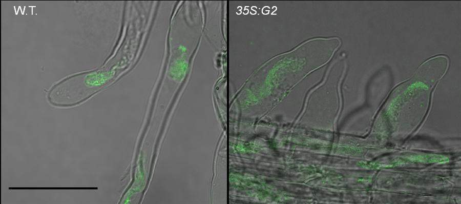 Figure 4.30: Immunolocalization of the microtubules (MTs) in root hair cells of wild type (W.T.) and 35S:G2. MTs are stained in Green Figure 4.
