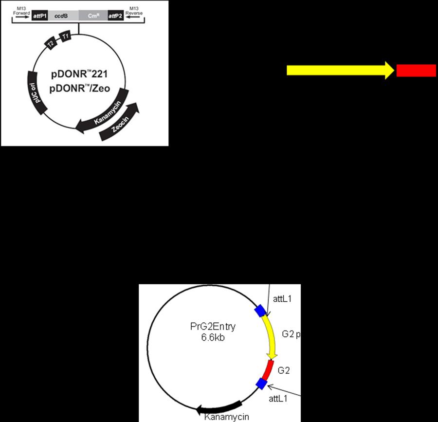 Phusion TM DNA Polymerase were purified before fusing them into the vector pdonr221 by the Gateway TM BP-reaction strategy which was described in section 2.2.10.