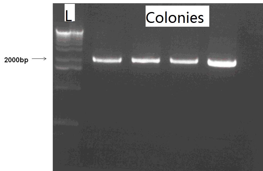 Figure 4.34 PCR analysis of plasmids from the 4 colonies of transformed Agrobacterium tumefaciens C58. L: ladder. PCR products were amplified using primers PrG2_Forward & GFP_reverse.