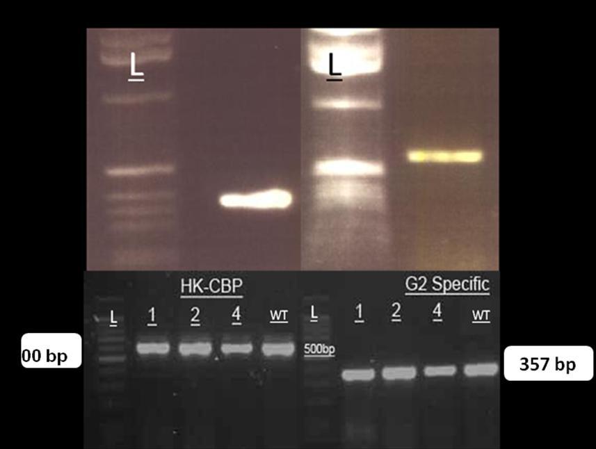 housekeeping transcripts. The results showed that neither of the T-DNA insertion lines exhibited reduced the expression of G2 (Figure 4.4). Figure 4.