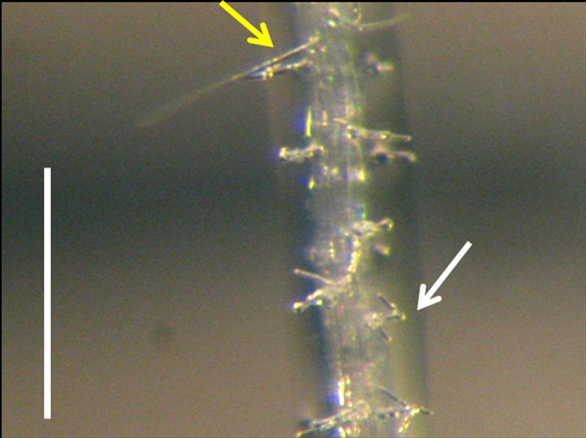 Figure 4.37 Root hair of 35S:IDA plant. Yellow arrow points to a normally developed hair. White arrow points to a branched hair.