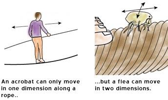 Extra Dimensions The String theory requires more than just 3 dimensions These extra-dimensions