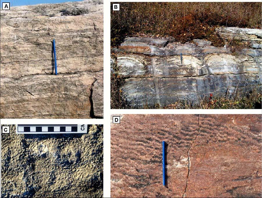 2 Figures Figure 8(b)-1: Primary structures. (A) Biofilm structures, Nepean Formation, Canada.