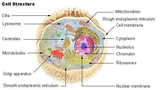 Microorganism: Structure Internal structure comprised of