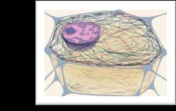 Microtubules and Filaments are responsible for four major functions: (Cytoskeleton) Aides in determining the shape (Cytoskeleton) Provides rigidity, as well as, tensile strength for the cell