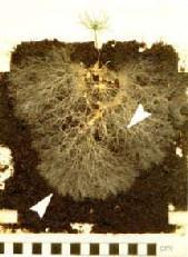Root fungi turn rock into soil Trees help to break down barren rocks into soil, but how does that work exactly? It turns out that tiny fungi living on the trees' roots do most of the heavy work.